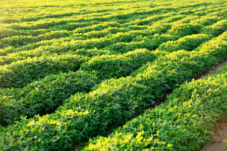 Peanut Field, Peanut plantation fields. Peanuts are growing in the fieldsの写真素材