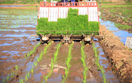 Farmers planting rice in field by using rice planting machine, rice planting by rice transplanter,の写真素材