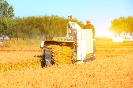 Harvester machine is harvesting ripe riceのeditorial素材