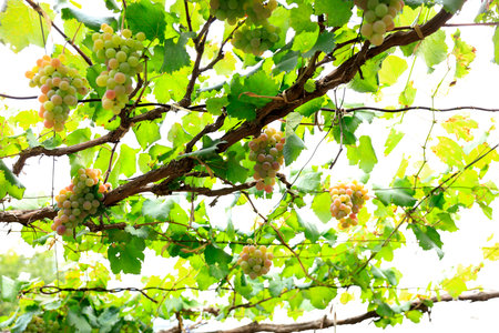 Vineyards at sunset in autumn harvest. Ripe grapes in fallの写真素材