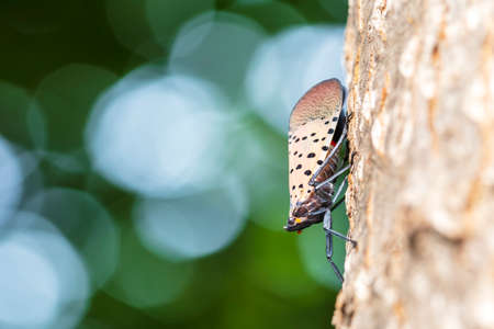 Lycorma delicatula, Vertical image of fourth-instar stage of spotted lanternfly, Lycorma delicatula is a planthopper and infestingの写真素材