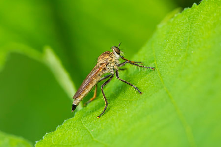 robber fly, assassin fly. A close-up