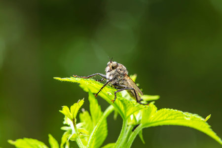 robber fly, assassin fly. A close-up
