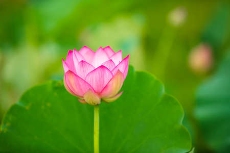 Lotus flower on the water, The beautiful pink lotus after the rainの写真素材