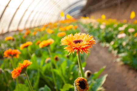 African chrysanthemum blooms in the greenhouseの写真素材