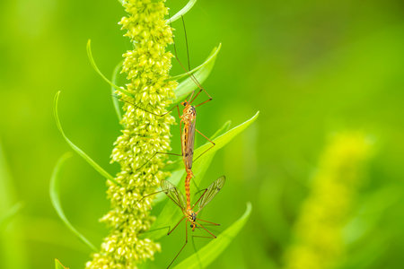 Spotted crane fly (Lat. Nephrotoma appendiculata), spotted cranefly,の写真素材