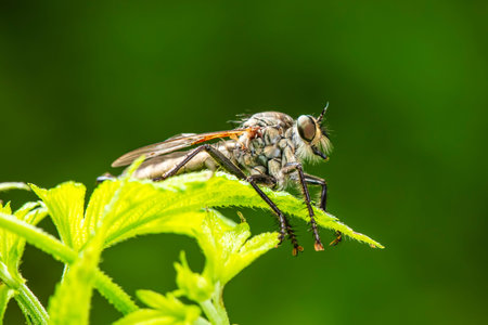 robber fly, assassin fly. A close-up