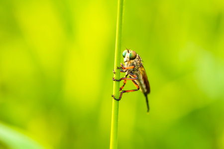 robber fly, assassin fly. A close-up
