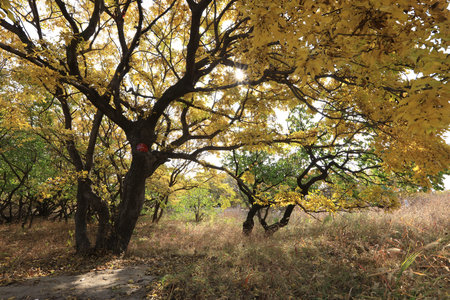 The bodhi tree in autumn, autumn, the bodhi tree is very beautiful