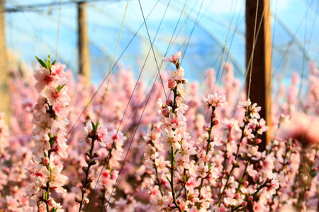 Peach trees in the greenhouse, peach trees in the greenhouse bloom