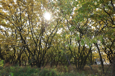 The bodhi tree in autumn, autumn, the bodhi tree is very beautiful