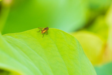 The lotus and the bee, Lotus flower on the waterの写真素材