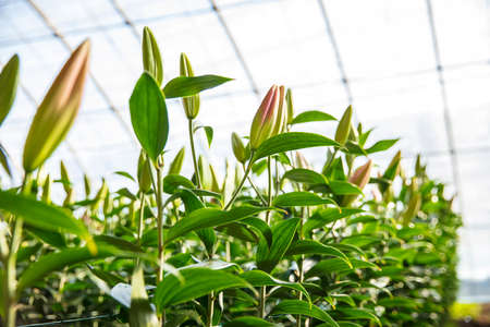 Lily flower in garden. The lily is in the greenhouseの写真素材