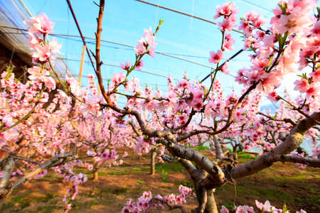 Peach trees in the greenhouse, peach trees in the greenhouse bloomの写真素材