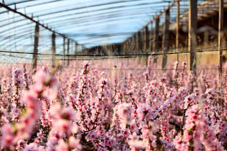 Peach trees in the greenhouse, peach trees in the greenhouse bloomの写真素材