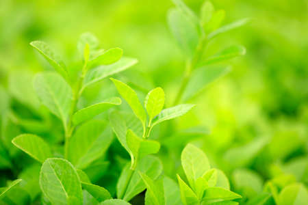 Green Buxus Sempervirens Bush Background. Buxaceae Plant.の写真素材