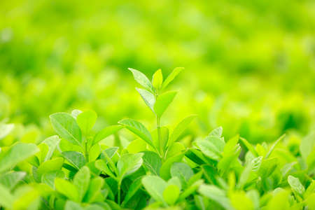 Green Buxus Sempervirens Bush Background. Buxaceae Plant.の写真素材