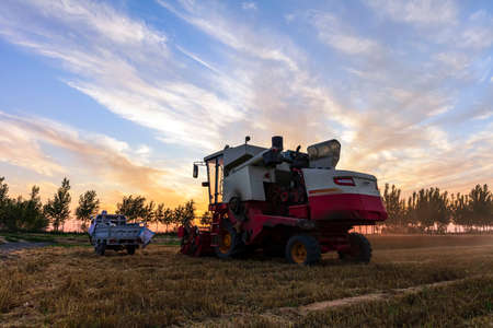 The combine is harvesting the wheat in the evening, beautiful sunsetの写真素材