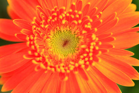African chrysanthemum are in full bloomの写真素材