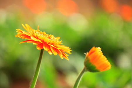 African chrysanthemum are in full bloomの写真素材