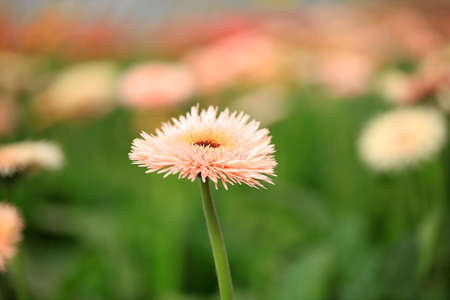 African chrysanthemum are in full bloomの写真素材