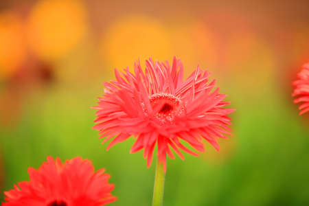 African chrysanthemum are in full bloomの写真素材