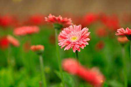 African chrysanthemum are in full bloomの写真素材