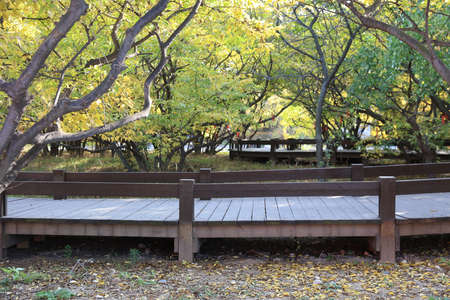 Beautiful trees and paths in autumn, Beautiful autumn sceneryの写真素材