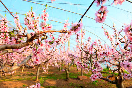 Peach trees in the greenhouse, peach trees in the greenhouse bloomの写真素材