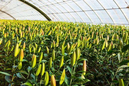 Lily flower in garden. The lily is in the greenhouseの写真素材