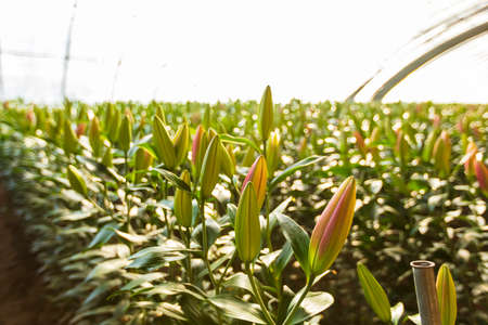 Lily flower in garden. The lily is in the greenhouseの写真素材
