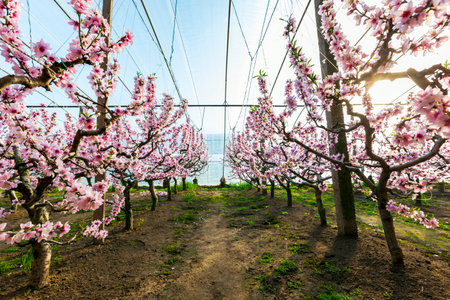 Peach trees in the greenhouse, peach trees in the greenhouse bloomの写真素材