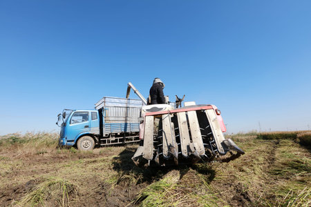 Harvester machine is harvesting ripe rice