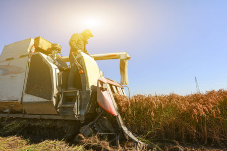 Harvester machine is harvesting ripe rice