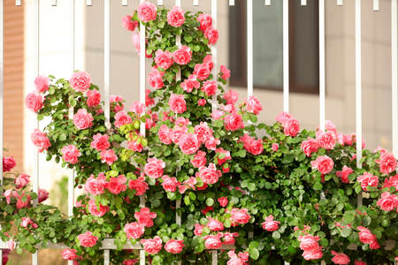 In the summer, rose is blooming, close-upの写真素材