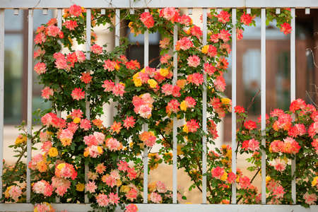 In the summer, rose is blooming, close-upの写真素材