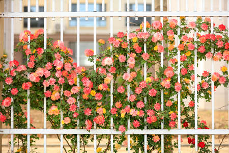 In the summer, rose is blooming, close-upの写真素材