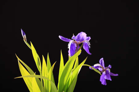 The beautiful irises are in bloom, Purple iris blossom on a black backgroundの写真素材