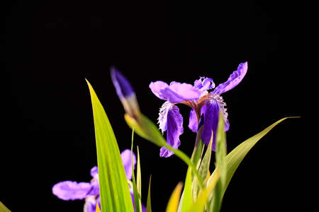 The beautiful irises are in bloom, Purple iris blossom on a black backgroundの写真素材