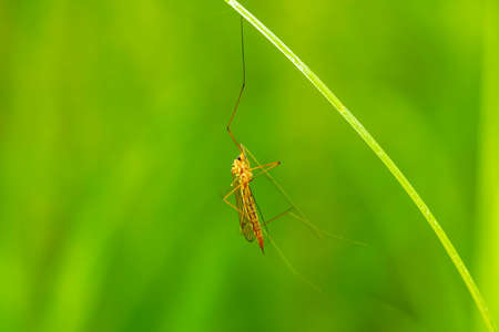 Spotted crane fly (Lat. Nephrotoma appendiculata), spotted cranefly,の写真素材