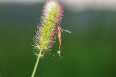 Spotted crane fly (Lat. Nephrotoma appendiculata), spotted cranefly,の写真素材
