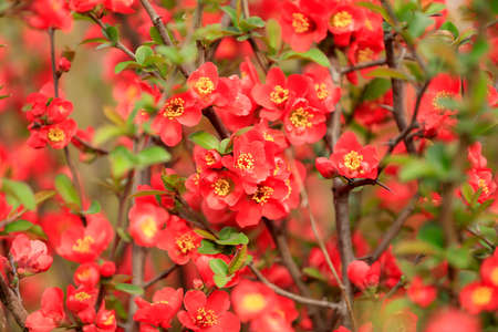 Flowers of Chaenomeles speciosa in the wildの写真素材