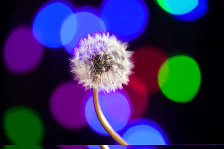 Dandelion on a black background, dandelion under the colored lightsの写真素材