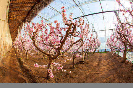 Peach trees in the greenhouse, peach trees in the greenhouse bloomの写真素材