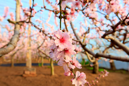 Peach trees in the greenhouse, peach trees in the greenhouse bloomの写真素材