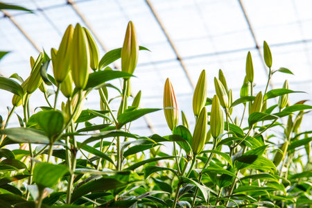 Lily flower in garden. The lily is in the greenhouseの写真素材