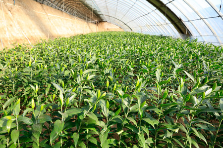 Lily flower in garden. The lily is in the greenhouseの写真素材