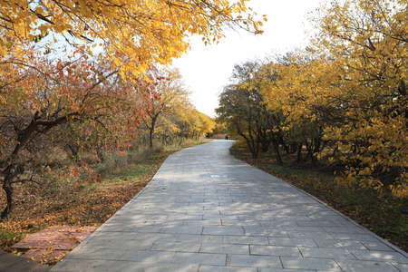 Beautiful trees and paths in autumn, Beautiful autumn sceneryの写真素材