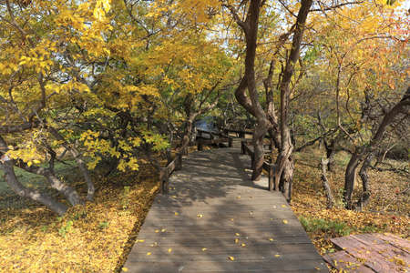 Beautiful trees and paths in autumn, Beautiful autumn sceneryの写真素材