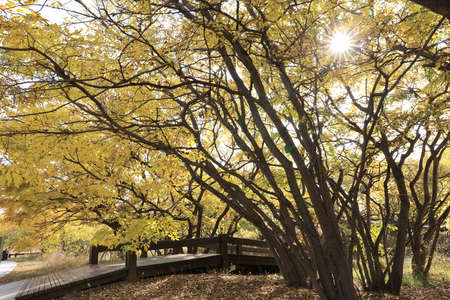 Beautiful trees and paths in autumn, Beautiful autumn sceneryの写真素材